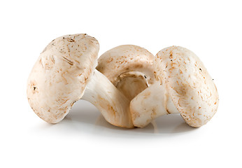 Image showing Three champignons isolated