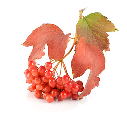 Image showing Ripe viburnum isolated