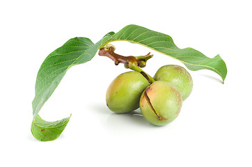 Image showing Branch of a walnut isolated on a white