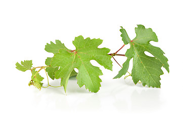Image showing Grape leaves isolated