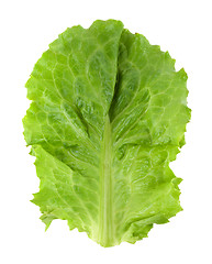 Image showing Fresh green lettuce isolated