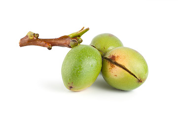 Image showing Branch of a walnut isolated