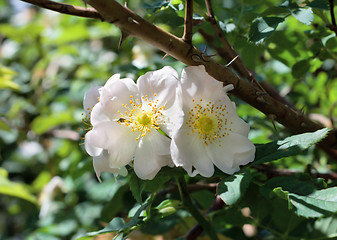 Image showing Flowers brier