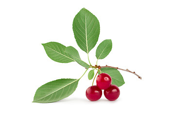 Image showing Three ripe cherries isolated