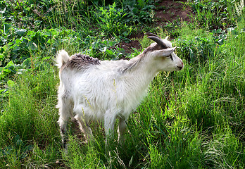 Image showing Goat grazing