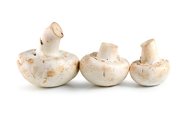 Image showing Three champignons