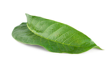 Image showing Walnut leaf