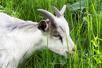 Image showing Goat in the green grass