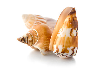 Image showing Sea shells isolated