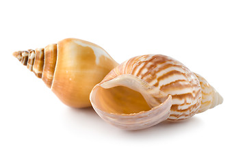 Image showing Two seashells