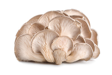 Image showing Raw oyster mushroom isolated