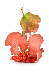 Image showing Viburnum