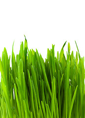 Image showing Green pratal grass