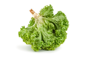 Image showing Raw fresh green lettuce isolated