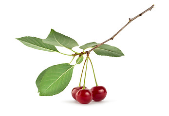 Image showing Cherry