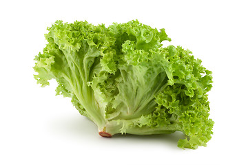 Image showing Bush lettuce