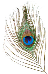 Image showing Peacock feather isolated