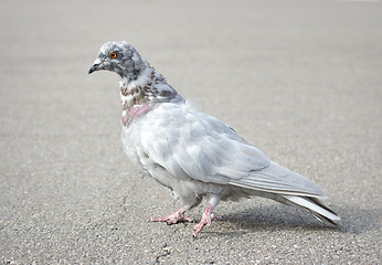 Image showing Grey pigeon 