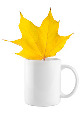 Image showing Yellow maple leaf in the cup