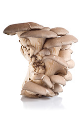 Image showing Oyster mushroom isolated