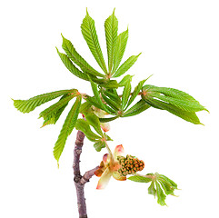 Image showing Spring chestnut