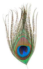 Image showing Peacock feather