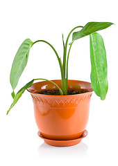 Image showing Dieffenbachia