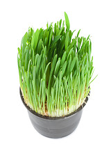 Image showing Green grass in a pot isolated