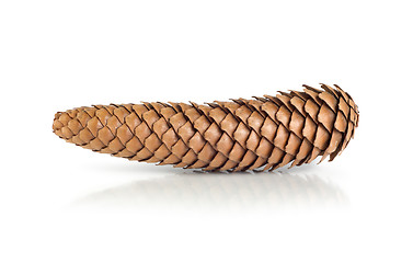 Image showing Dry pine cone