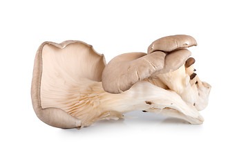 Image showing Raw oyster mushroom