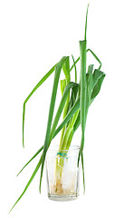 Image showing Bunch green onions