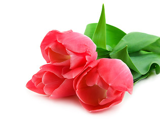 Image showing Three beautiful pink tulips