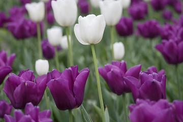 Image showing Tulips