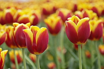 Image showing Tulips