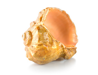 Image showing Shell