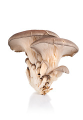 Image showing Oyster mushroom