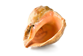 Image showing Shell isolated