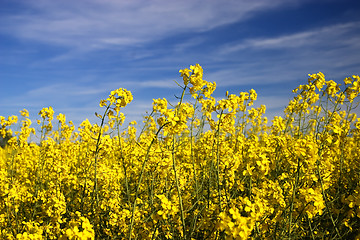 Image showing Rape field