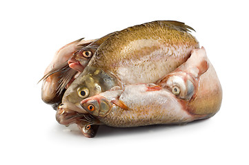 Image showing Frozen fish