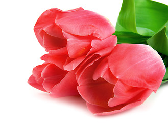 Image showing Three beautiful pink tulips isolated