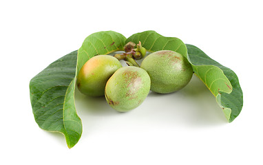 Image showing Ripe branch of a walnut isolated on a white