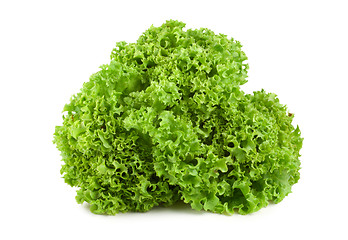 Image showing Bush lettuce isolated