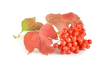 Image showing Ripe viburnum