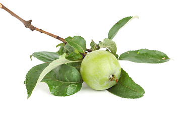 Image showing Branch of apple