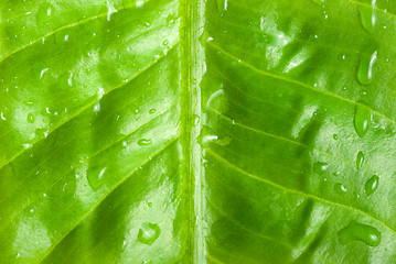 Image showing Green leaf