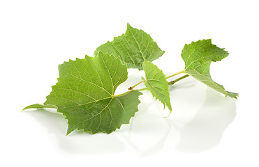 Image showing Grape leaves