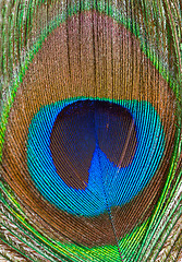 Image showing Peacock feather closeup