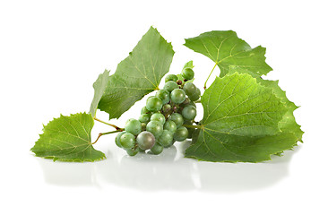 Image showing Grape isolated 