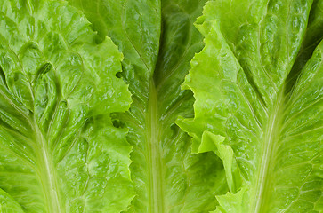Image showing Green fresh lettuce