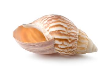 Image showing Sea shell